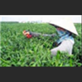 Tuyển người làm farm vùng Gatton