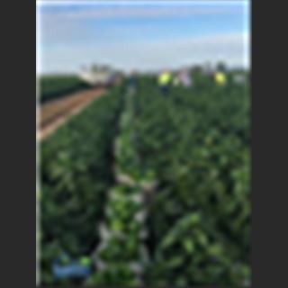 Farm cần người làm vùng Queensland.