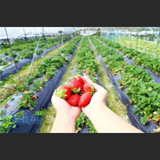 Cần 50 nhân công thu hoạch Strawberry ở Perth (Tây Úc)