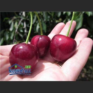 Cần người hái cherry ở Euroa giữa tháng 11 vùng Richmond, Vic