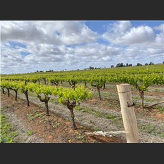 Cần người làm farm nho vùng Mildura cách Melbourne 550 km