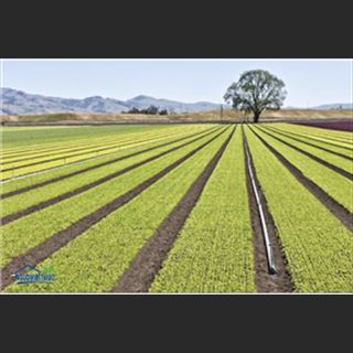 Farm vùng Melbourne cần tuyển nhiều người làm, có xe đưa đón