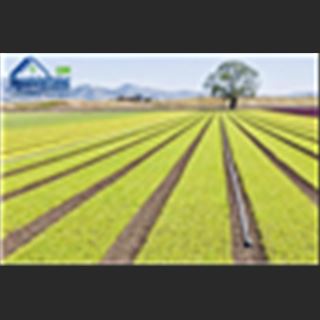 Farm vùng Melbourne cần tuyển nhiều người làm, có xe đưa đón