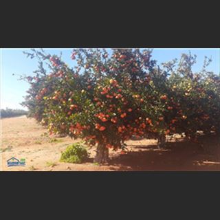 Cần người làm farm thu hoạch quýt và chanh vùng Mildura