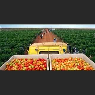 Farm cần nhân công thu hoạch mơ ở Melbourne