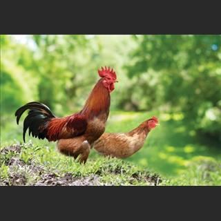 Hãng gà cách Inala 10 phút cần nhiều thợ 