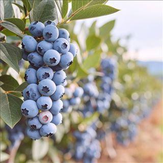 Tuyển người hái raspberry, blackberry và blueberry tại Woolgoolga, NSW