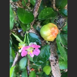Cây sơri việt nam  vietnamese cherry