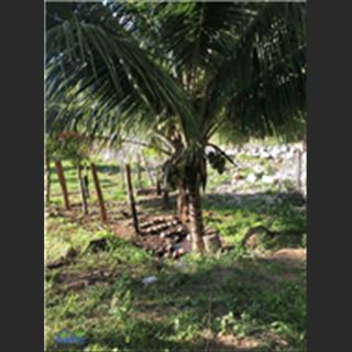 Cho thuê bungalow 1 phòng ngủ, 1 phòng khách vùng Springvale South